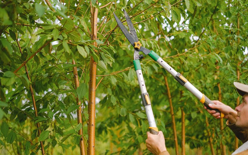 Tree trimming in Rolesville, NC