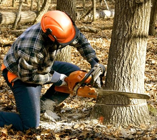 Tree Removal in Rolesville, NC
